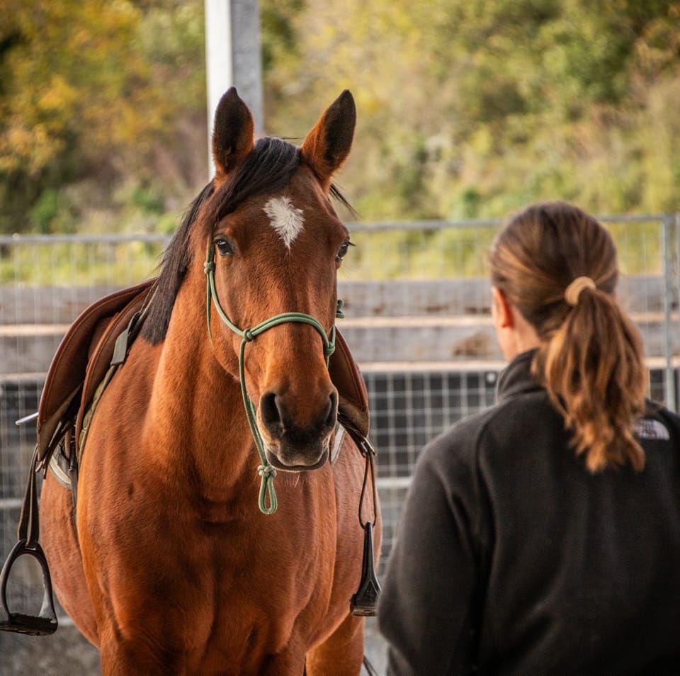 Cours et Stages : Promouvoir le Bien-Être Animal et la Médiation